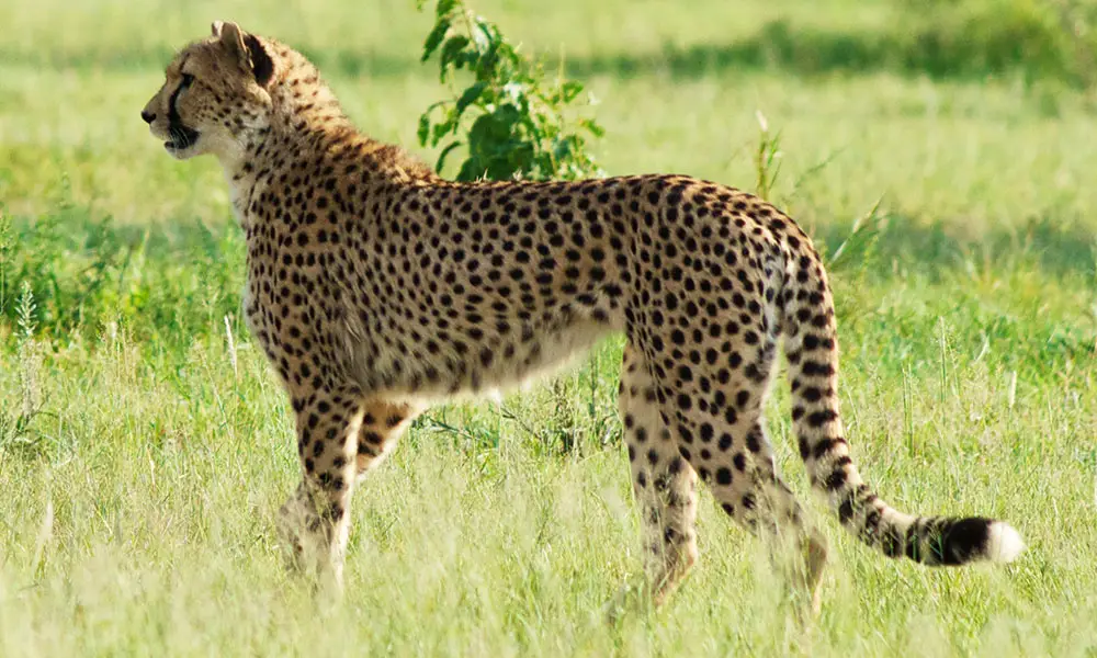 Male Cheetahs Can Turn Females On With Their Voice