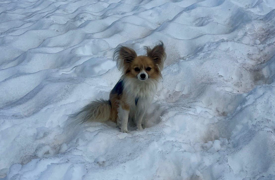 A Tiny Hero: Chihuahua Helps Save Hiker Trapped in Swiss Glacier